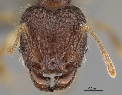 Pheidole ambohimanga specimen CASENT0720924 image casent0720924_2