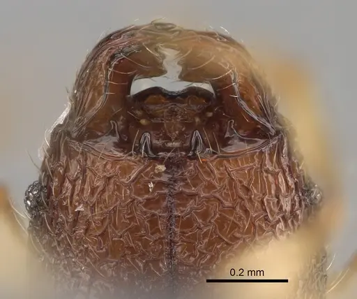 Pheidole ambohimanga specimen CASENT0720924 image casent0720924_3