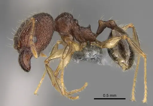 Pheidole ambohimanga specimen CASENT0720924 image casent0720924_4