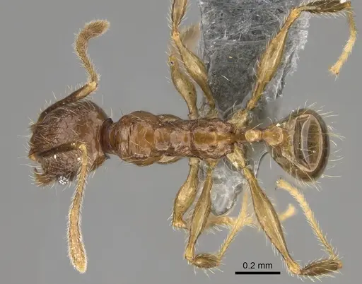 Pheidole ambohimanga specimen CASENT0923279 image casent0923279_1