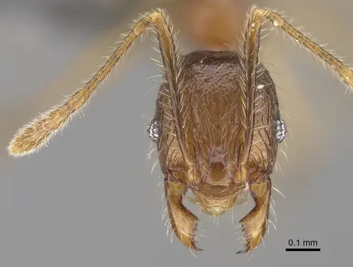 Pheidole ambohimanga specimen CASENT0923279 image casent0923279_2