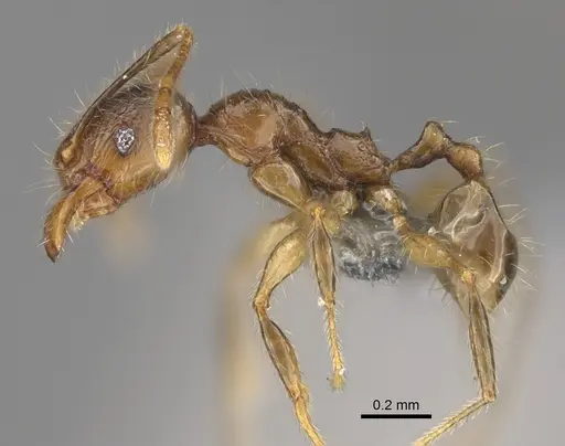 Pheidole ambohimanga specimen CASENT0923279 image casent0923279_3