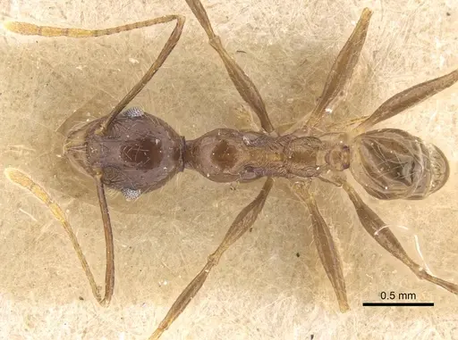 Pheidole ambonensis specimen CASENT0916964 image casent0916964_1
