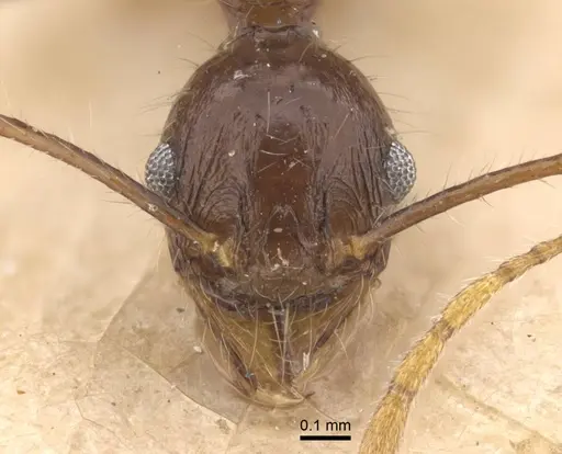 Pheidole ambonensis specimen CASENT0916964 image casent0916964_2