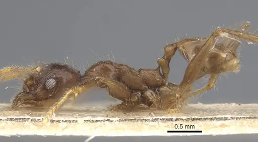 Pheidole ambonensis specimen CASENT0916964 image casent0916964_3