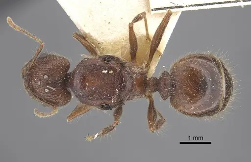 Pheidole ambonensis specimen CASENT0916965 image casent0916965_1