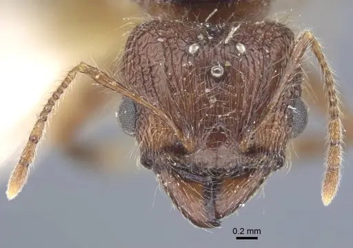 Pheidole ambonensis specimen CASENT0916965 image casent0916965_2