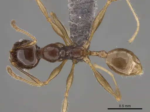 Pheidole ampangabe specimen CASENT0236484 image casent0236484_1