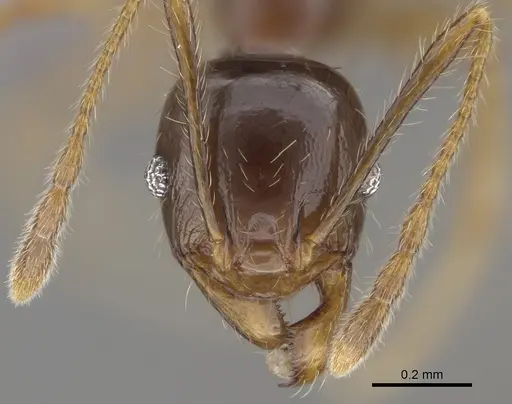 Pheidole ampangabe specimen CASENT0236484 image casent0236484_2