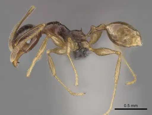 Pheidole ampangabe specimen CASENT0236484 image casent0236484_3