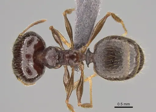 Pheidole ampangabe specimen CASENT0923264 image casent0923264_1