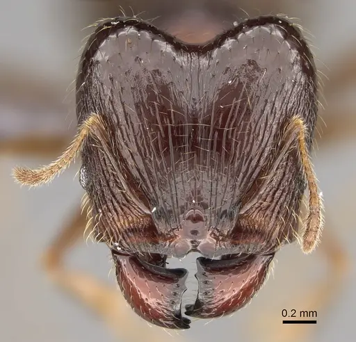 Pheidole ampangabe specimen CASENT0923264 image casent0923264_2