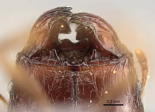Pheidole ampangabe specimen CASENT0923264 image casent0923264_3