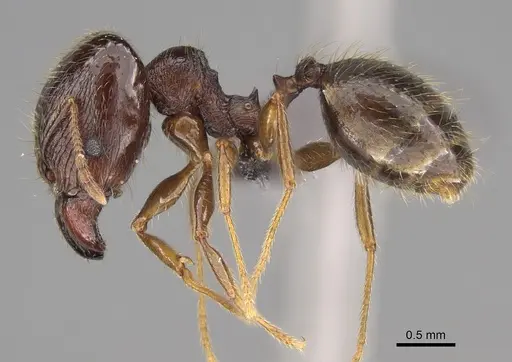 Pheidole ampangabe specimen CASENT0923264 image casent0923264_4