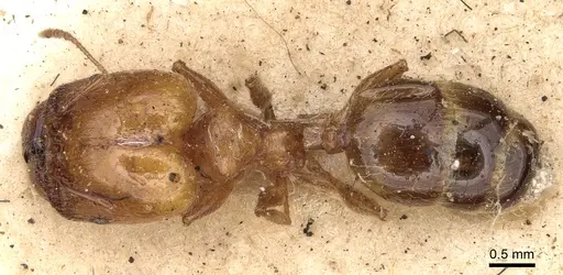 Pheidole ampla specimen CASENT0281734 image casent0281734_1