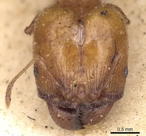 Pheidole ampla specimen CASENT0281734 image casent0281734_2