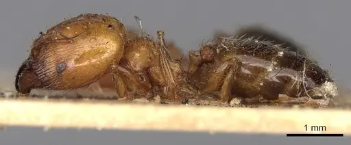 Pheidole ampla specimen CASENT0281734 image casent0281734_3
