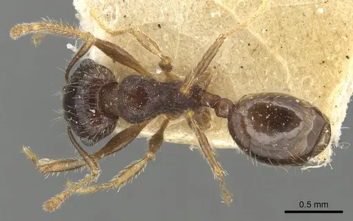 Pheidole ampla specimen CASENT0904278 image casent0904278_1