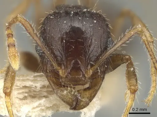 Pheidole ampla specimen CASENT0904278 image casent0904278_2