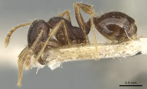 Pheidole ampla specimen CASENT0904278 image casent0904278_3
