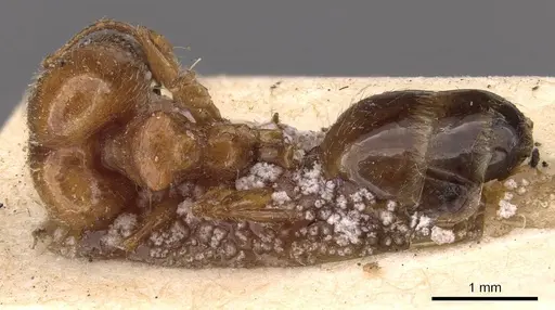 Pheidole ampla specimen CASENT0908009 image casent0908009_1