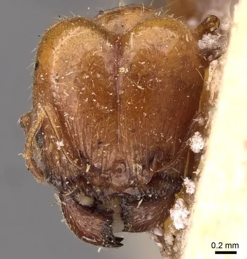 Pheidole ampla specimen CASENT0908009 image casent0908009_2