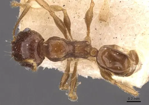 Pheidole ampla specimen CASENT0908010 image casent0908010_1