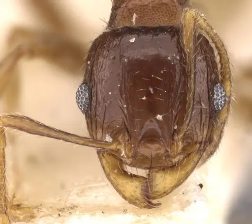 Pheidole ampla specimen CASENT0908010 image casent0908010_2