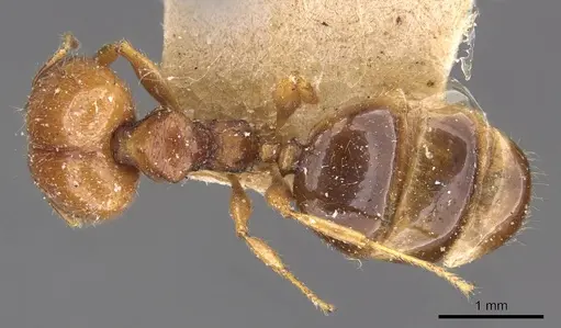 Pheidole ampla specimen CASENT0908013 image casent0908013_1