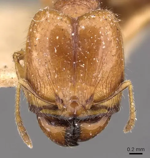 Pheidole ampla specimen CASENT0908013 image casent0908013_2