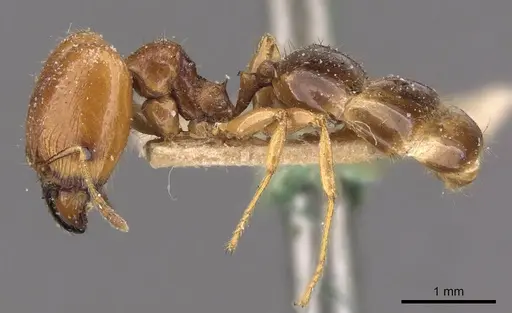 Pheidole ampla specimen CASENT0908013 image casent0908013_3