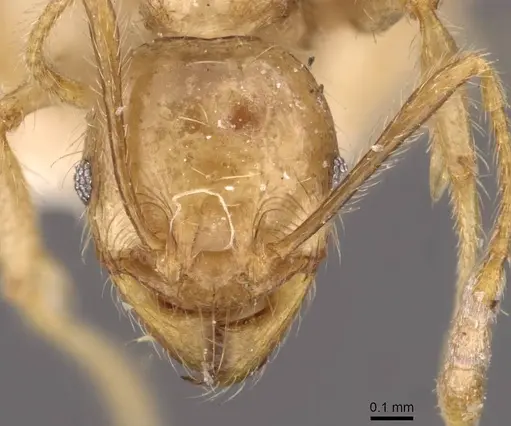 Pheidole ampla specimen CASENT0908014 image casent0908014_2