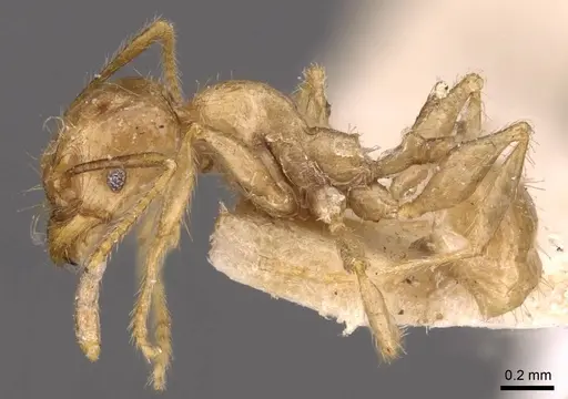 Pheidole ampla specimen CASENT0908014 image casent0908014_3