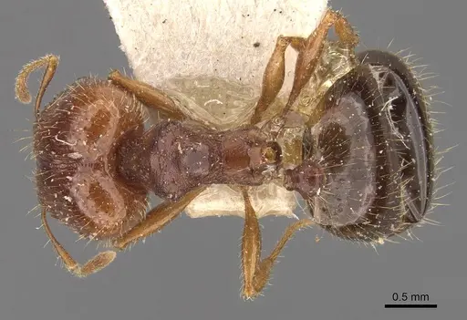 Pheidole ampla specimen CASENT0908064 image casent0908064_1