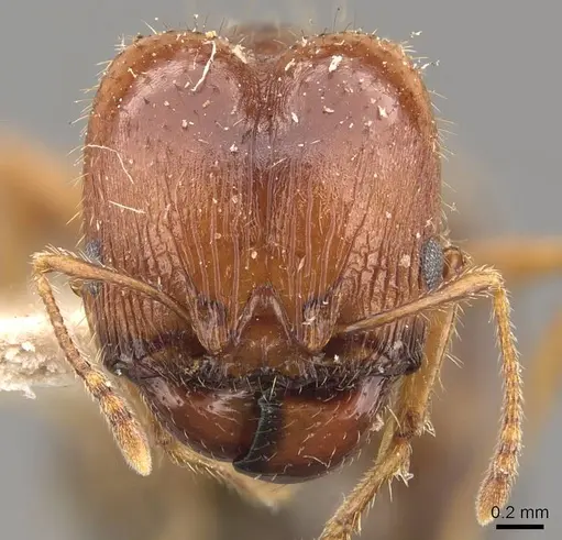 Pheidole ampla specimen CASENT0908064 image casent0908064_2
