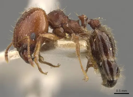 Pheidole ampla specimen CASENT0908064 image casent0908064_3