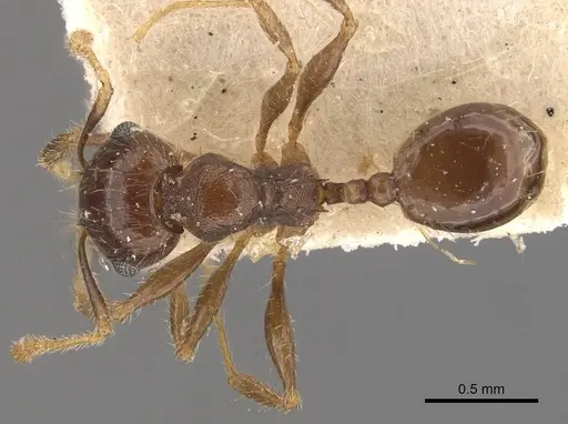Pheidole ampla specimen CASENT0908065 image casent0908065_1