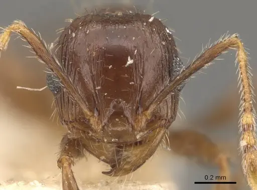 Pheidole ampla specimen CASENT0908065 image casent0908065_2