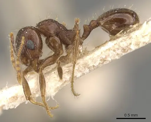 Pheidole ampla specimen CASENT0908065 image casent0908065_3
