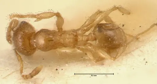 Pheidole amplificata specimen FOCOL1413 image focol1413_1