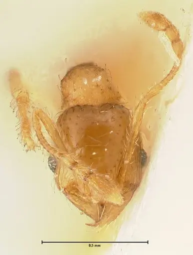 Pheidole amplificata specimen FOCOL1413 image focol1413_2
