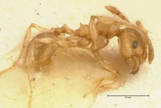 Pheidole amplificata specimen FOCOL1413 image focol1413_3