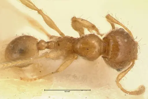 Pheidole amplificata specimen FOCOL1414 image focol1414_1