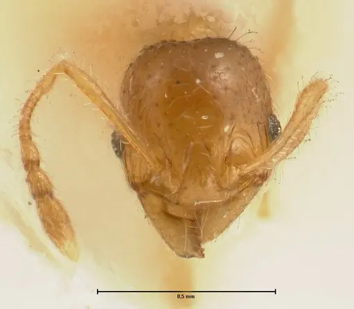 Pheidole amplificata specimen FOCOL1414 image focol1414_2