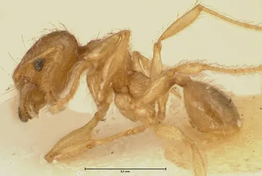 Pheidole amplificata specimen FOCOL1414 image focol1414_3