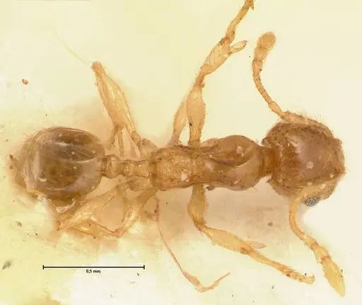 Pheidole amplificata specimen FOCOL1424 image focol1424_1