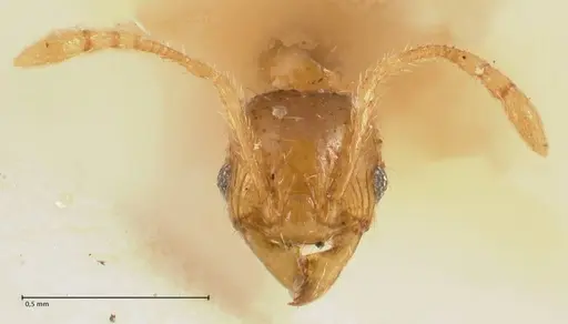 Pheidole amplificata specimen FOCOL1424 image focol1424_2