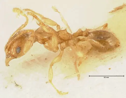 Pheidole amplificata specimen FOCOL1424 image focol1424_3