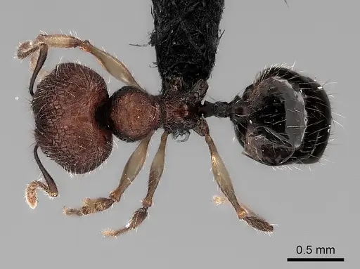 Pheidole analavelona specimen CASENT0024064 image casent0024064_1