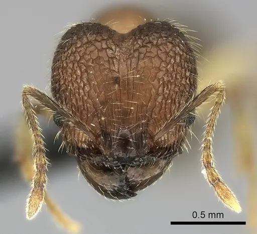 Pheidole analavelona specimen CASENT0024064 image casent0024064_2